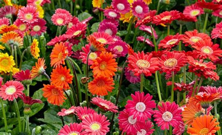 Are gerber daisies perennials?