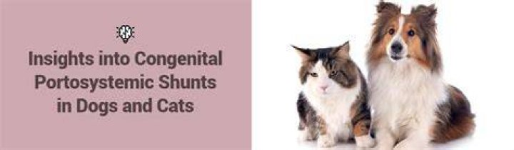 Can cats have shunts?