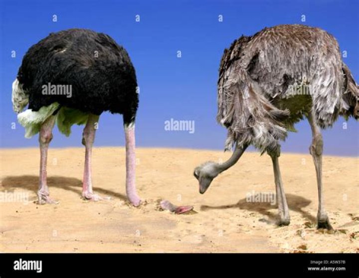 Does an ostrich really bury its head?