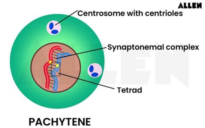 In pachytene chromosomes appear?