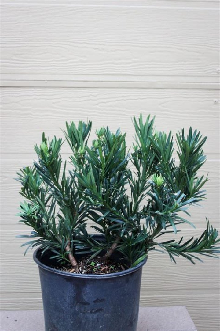 Is podocarpus drought tolerant?