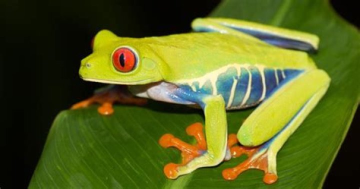 Is the red eyed tree frog endangered?