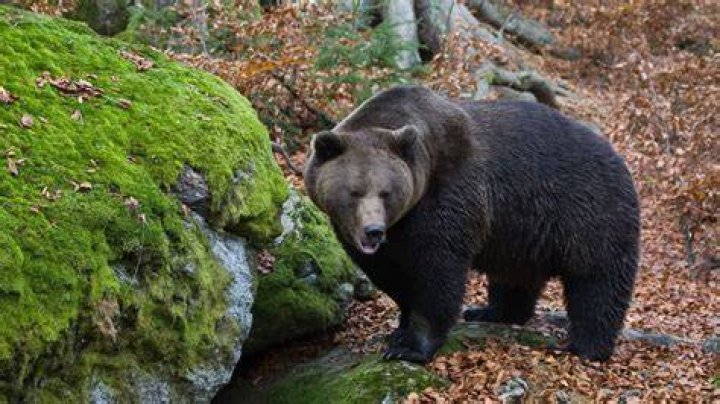 Were bears in the uk?