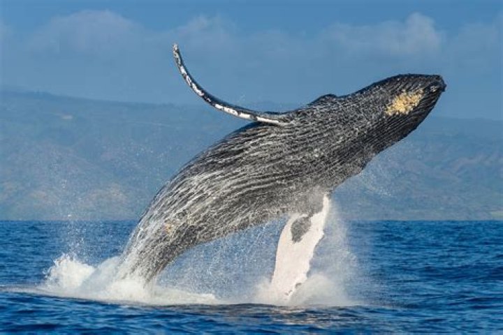 Were humpback whales endangered?