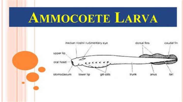 What is ammocoete larva?